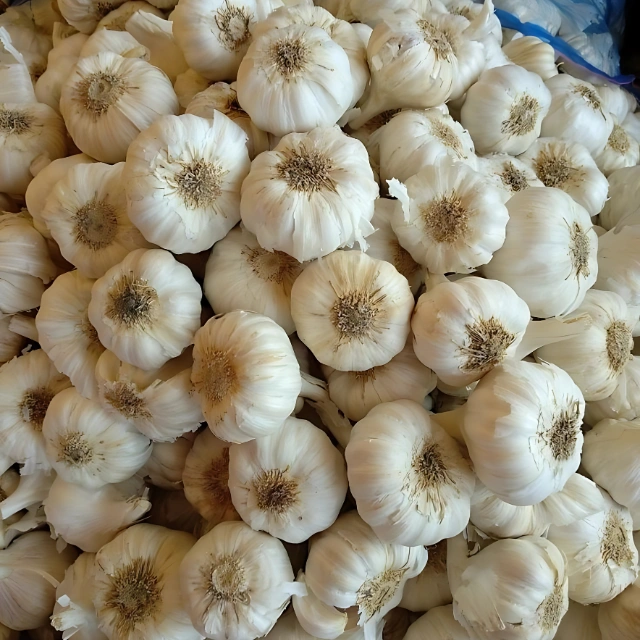 Garlic