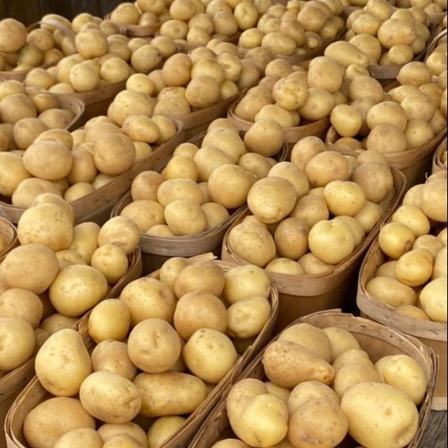 Potato