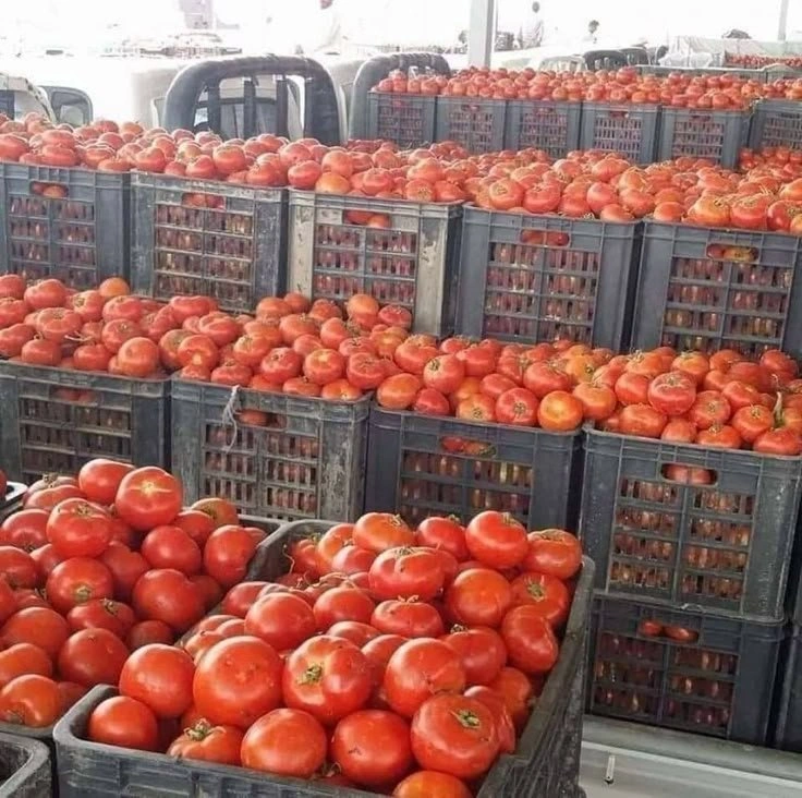Tomato