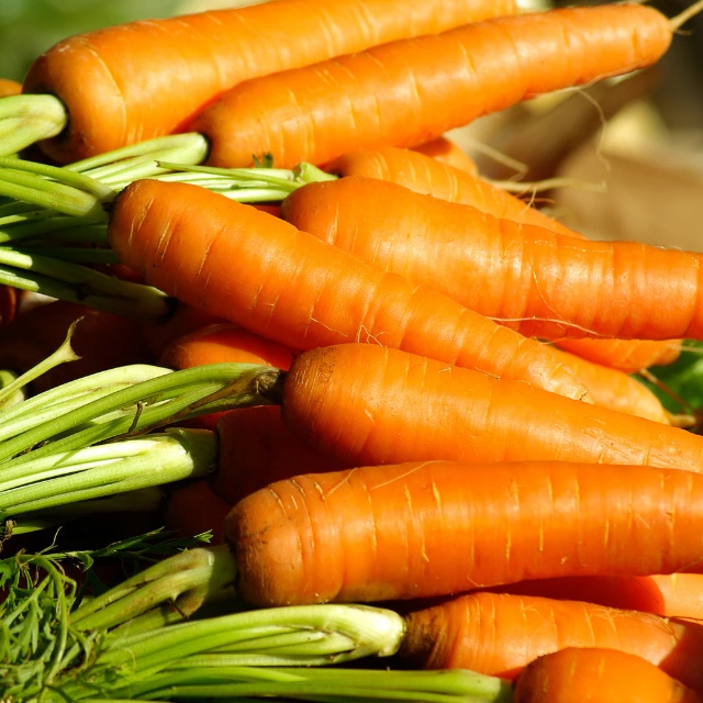 Carrot