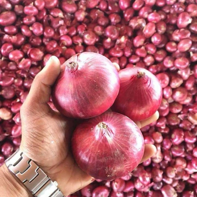 Onion